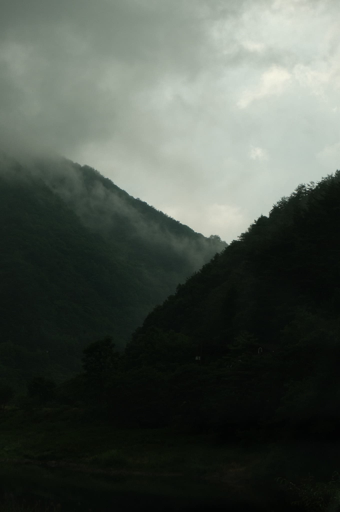 Mist over a forested mountain