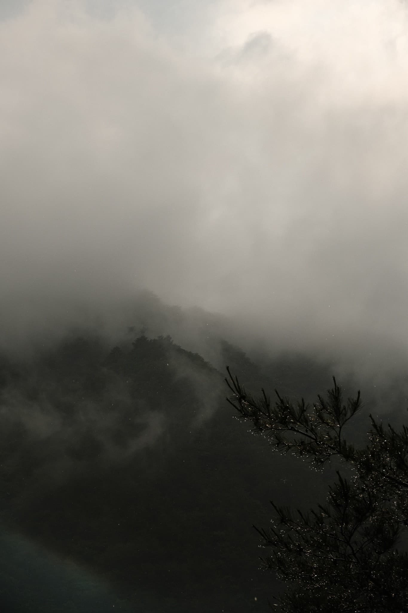 Fog drifting over a forested mountainside