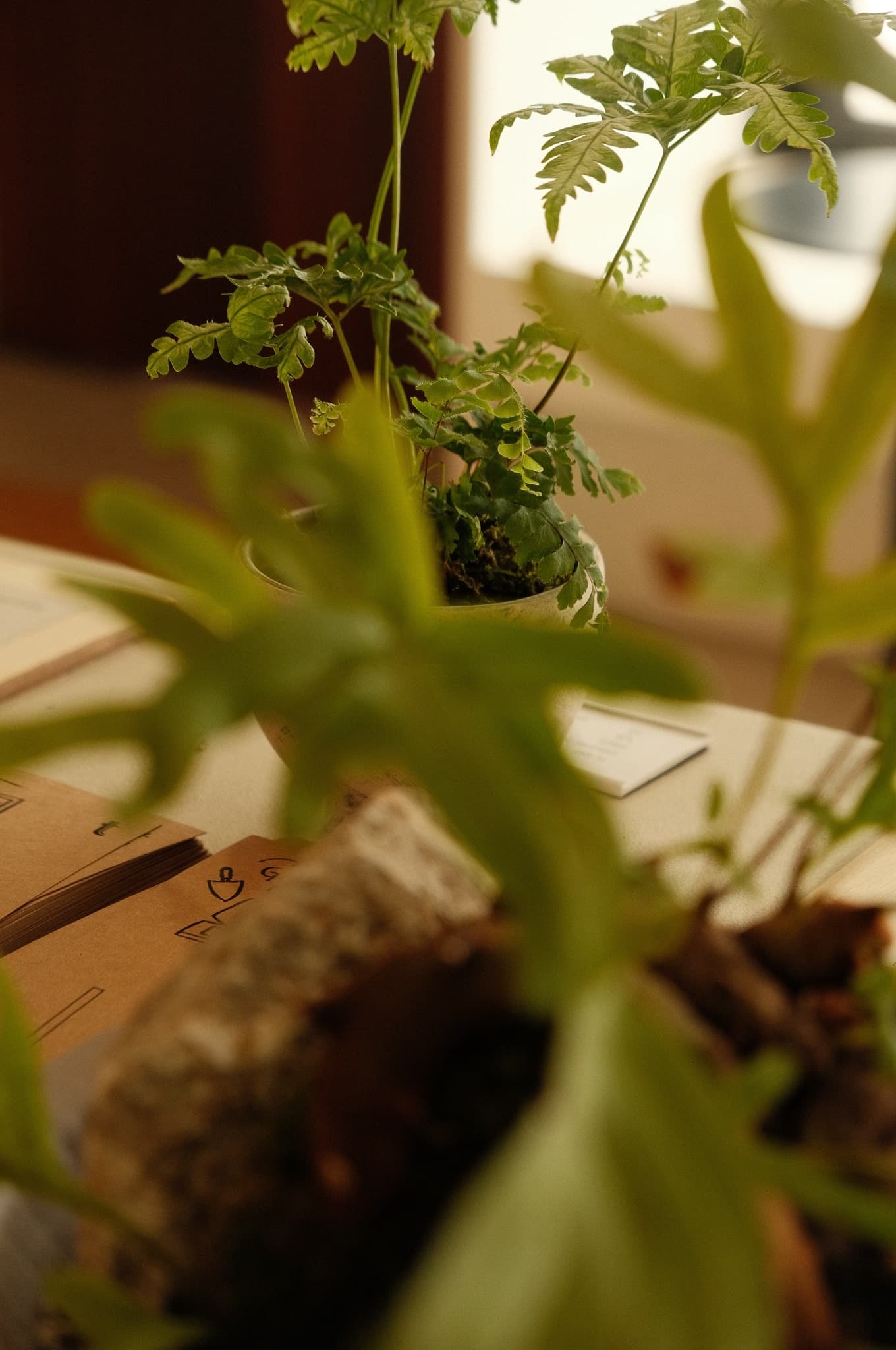 Ferns by a window